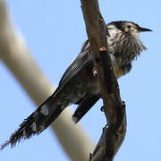 Yellow Wattlebird