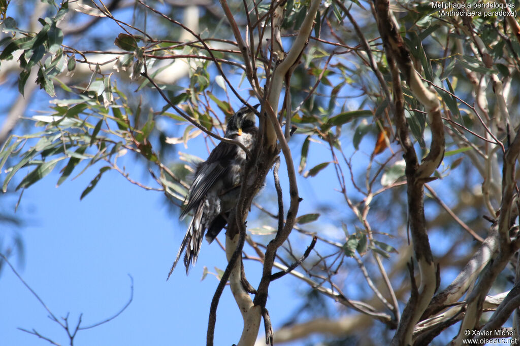 Yellow Wattlebirdadult