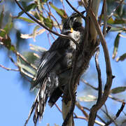 Yellow Wattlebird