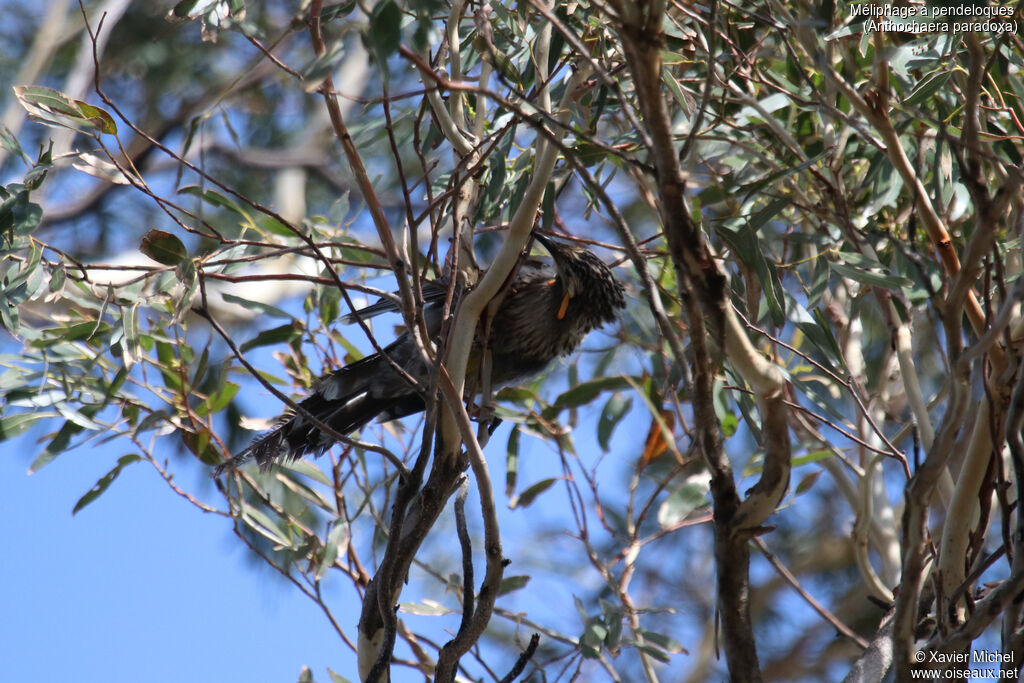 Yellow Wattlebirdadult