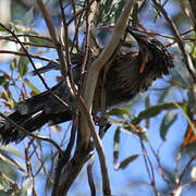 Yellow Wattlebird