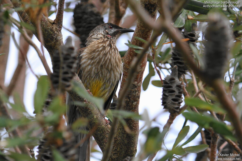 Red Wattlebird, identification