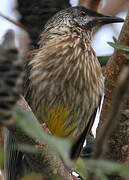 Red Wattlebird