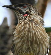 Red Wattlebird