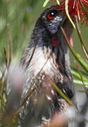 Red Wattlebird