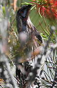 Red Wattlebird