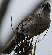 Barred Honeyeater