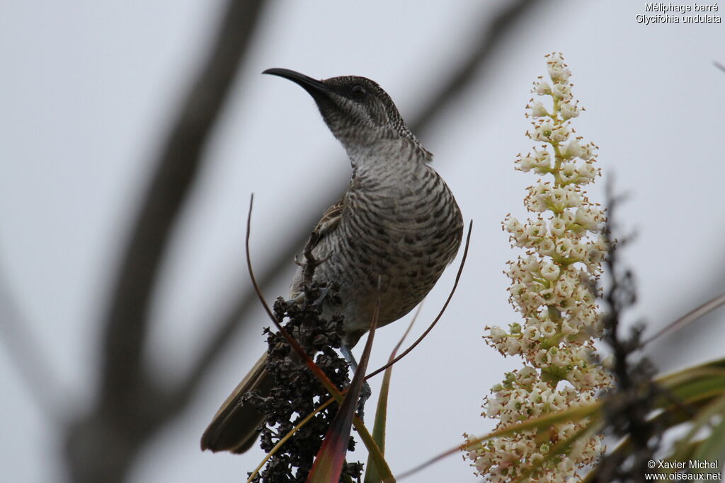 Barred Honeyeater, identification