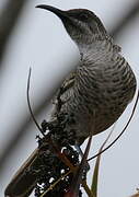 Barred Honeyeater