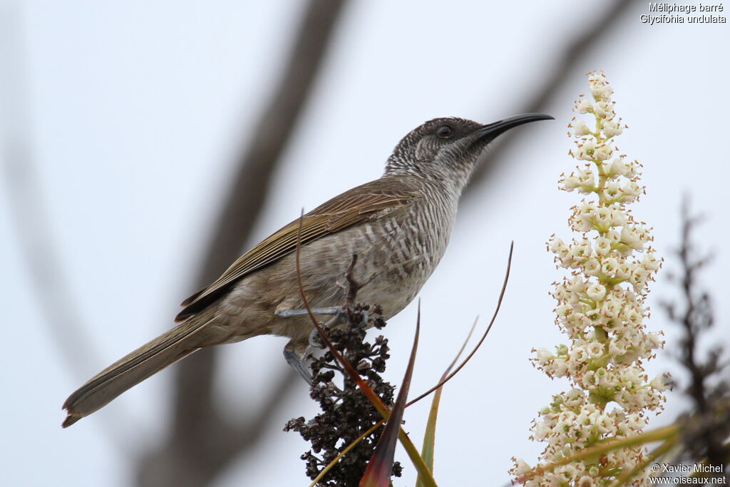 Barred Honeyeater, identification