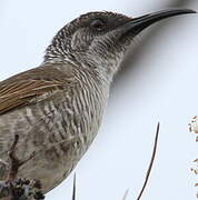 Barred Honeyeater