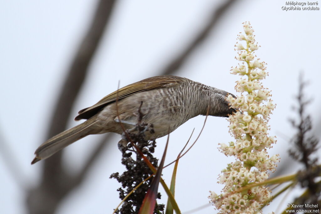 Barred Honeyeater, identification, feeding habits