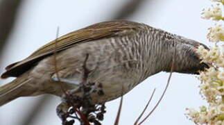 Barred Honeyeater