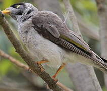 Noisy Miner