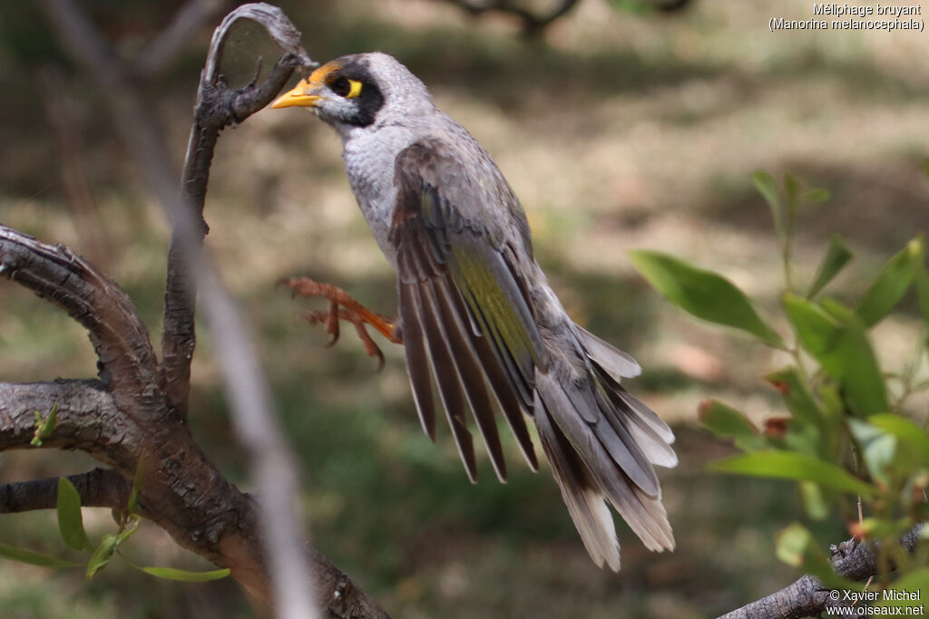 Noisy Mineradult, Flight