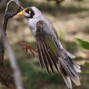 Noisy Miner