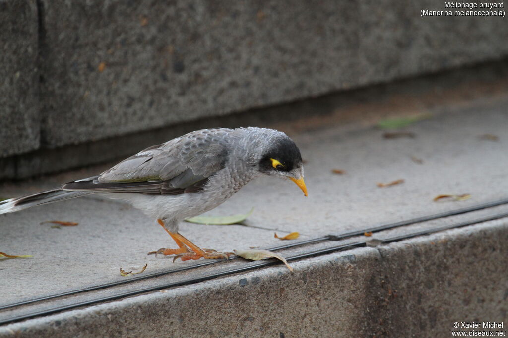 Noisy Mineradult