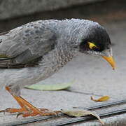 Noisy Miner