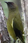 New Zealand Bellbird