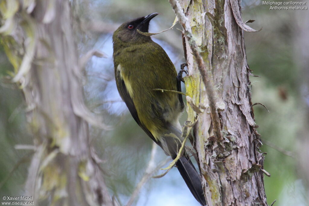 New Zealand Bellbirdadult