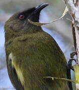 New Zealand Bellbird