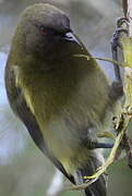 New Zealand Bellbird