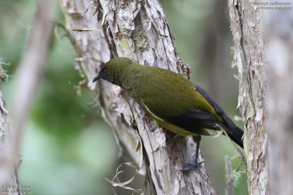 New Zealand Bellbirdadult, identification