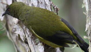 New Zealand Bellbird