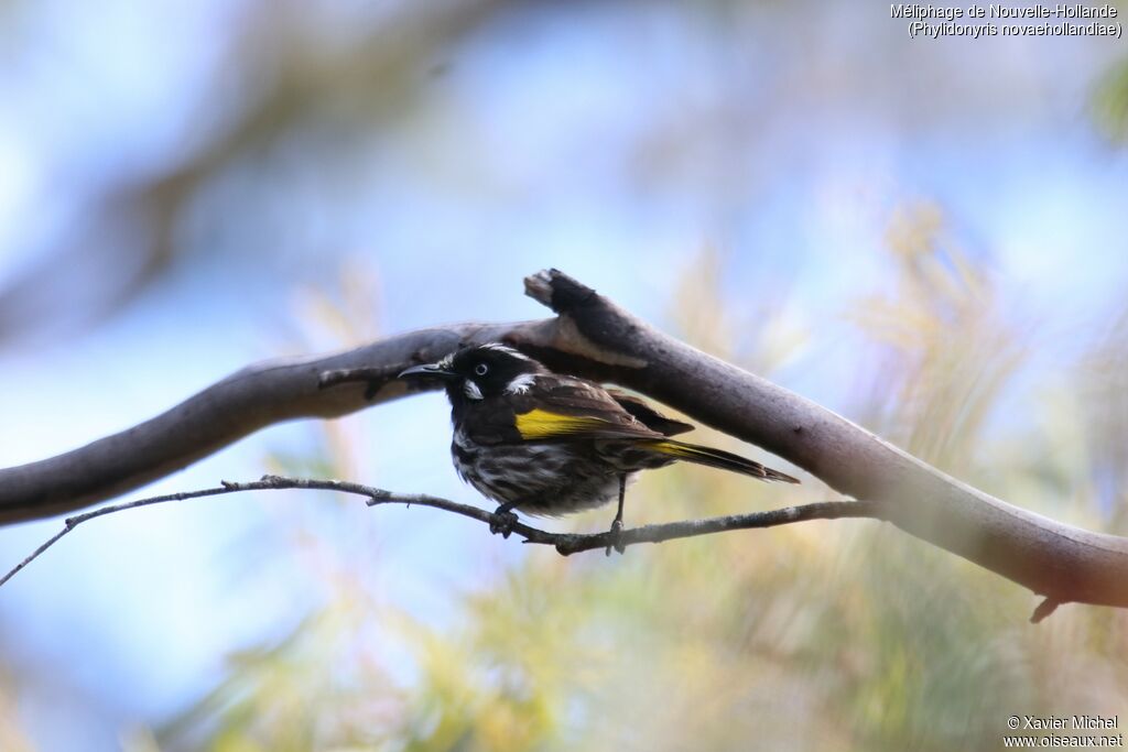 New Holland Honeyeateradult, identification