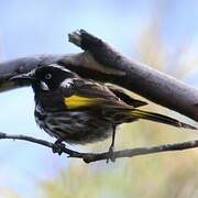 New Holland Honeyeater