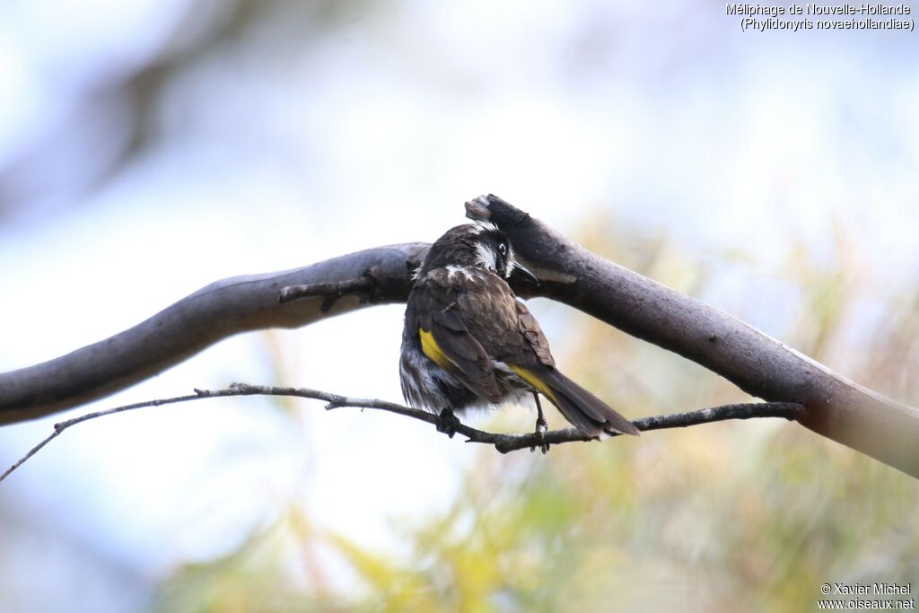 New Holland Honeyeateradult