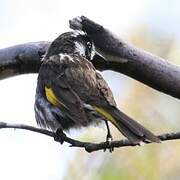 New Holland Honeyeater