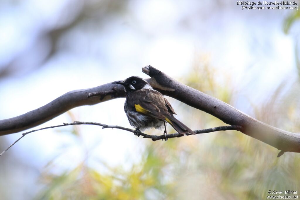 New Holland Honeyeateradult, identification