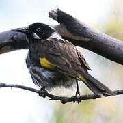 New Holland Honeyeater