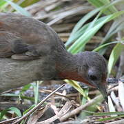 Superb Lyrebird