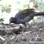 Superb Lyrebird