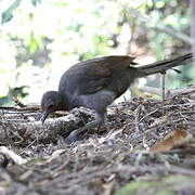 Superb Lyrebird