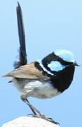 Superb Fairywren