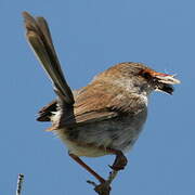 Superb Fairywren