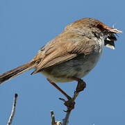 Superb Fairywren