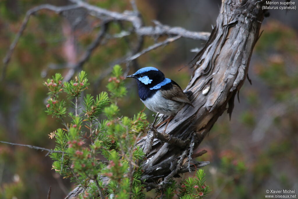 Superb Fairywren male, identification