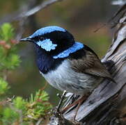 Superb Fairywren