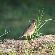 African Thrush