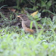 African Thrush