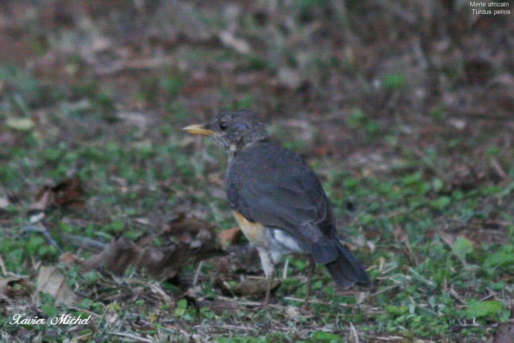 African Thrush