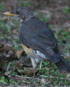 African Thrush