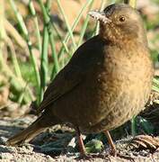 Common Blackbird