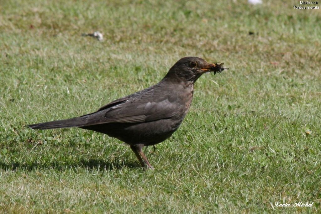 Common Blackbird female adult