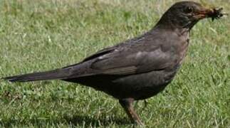 Common Blackbird