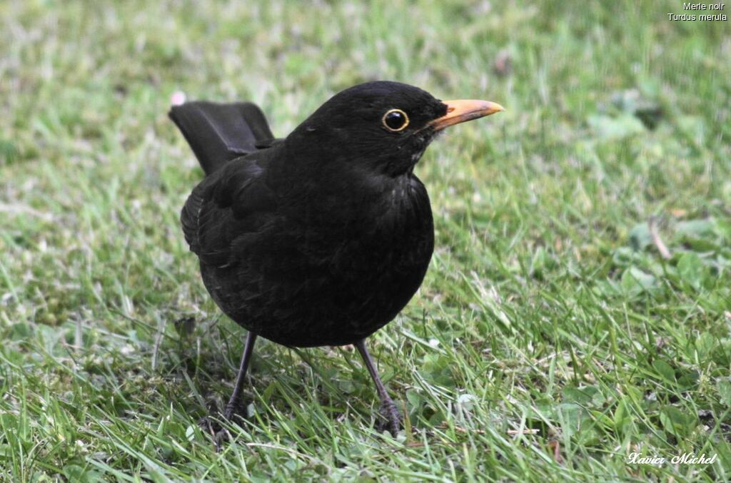 Common Blackbird male adult